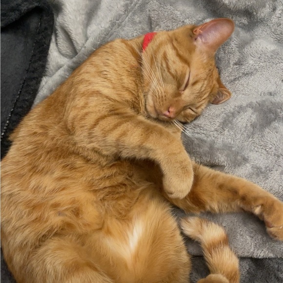 Meet your Posher, Lydia - Picture 1 of 1